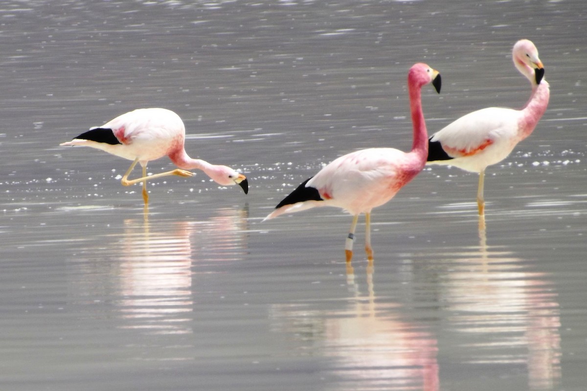 Andean Flamingo - ML182313981