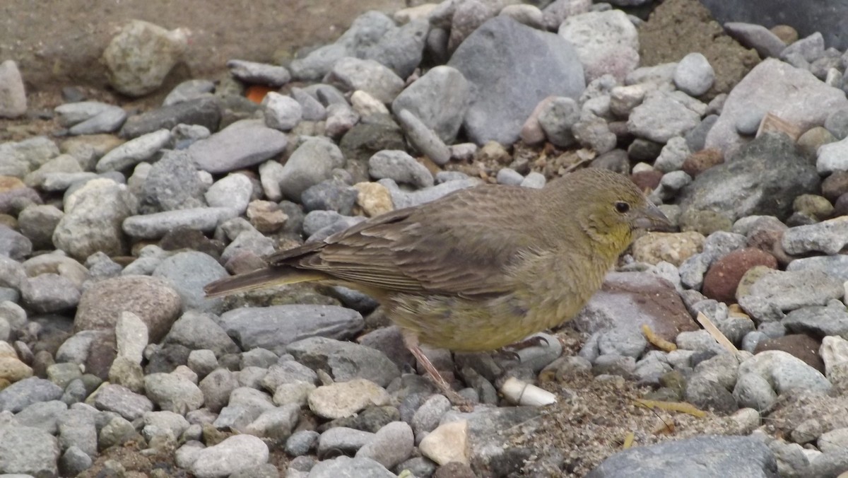 Greenish Yellow-Finch - ML182314381