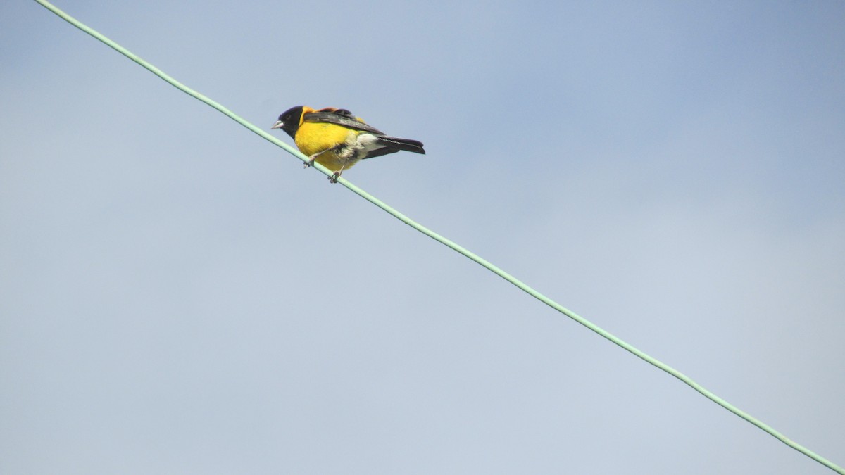 Black-hooded Sierra Finch - ML182314421