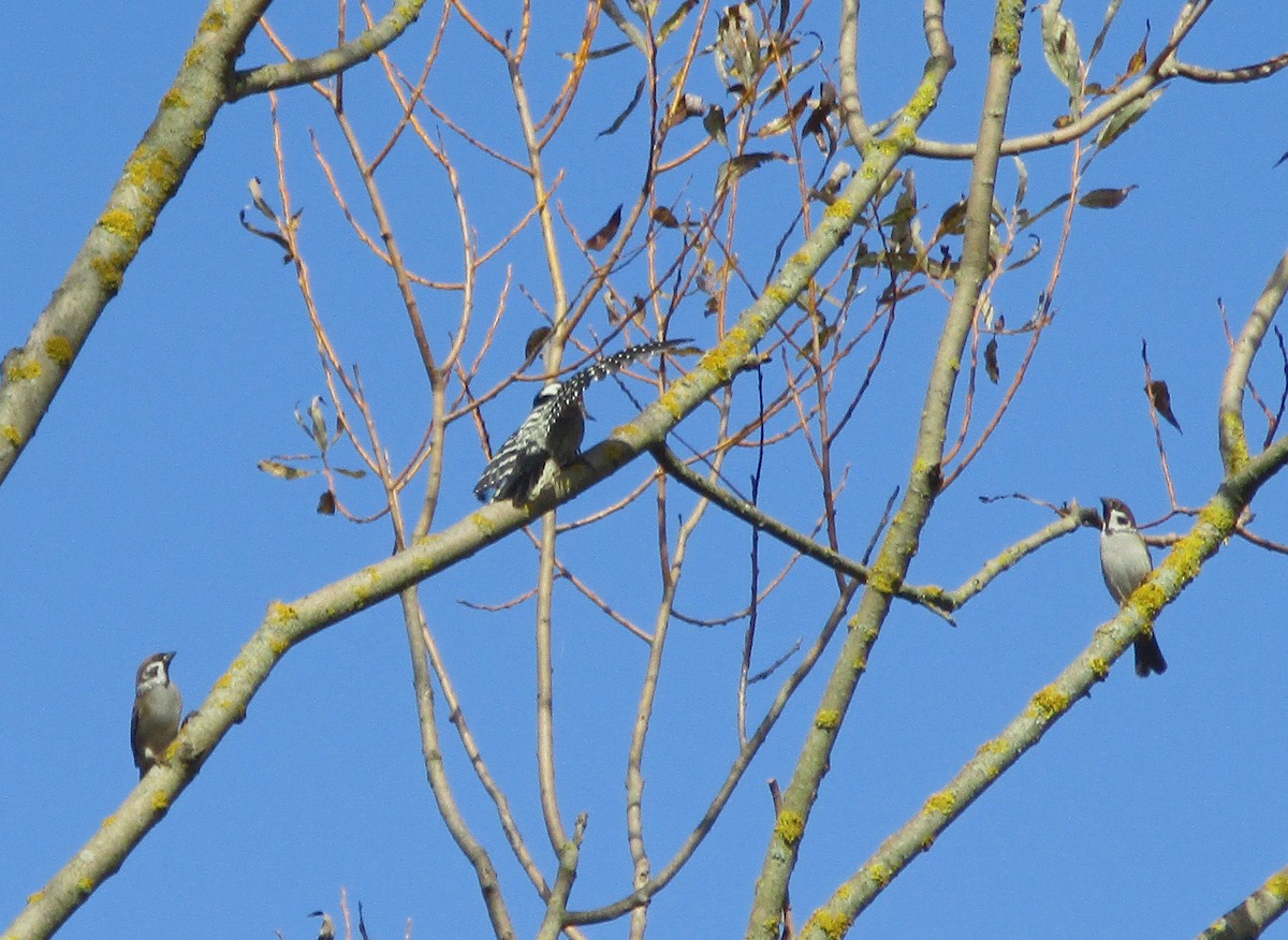 Eurasian Tree Sparrow - ML182314991