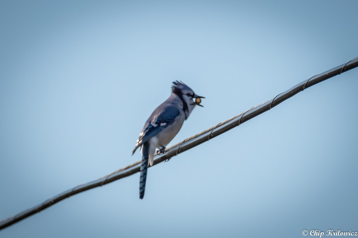 Blue Jay - Chip Krilowicz