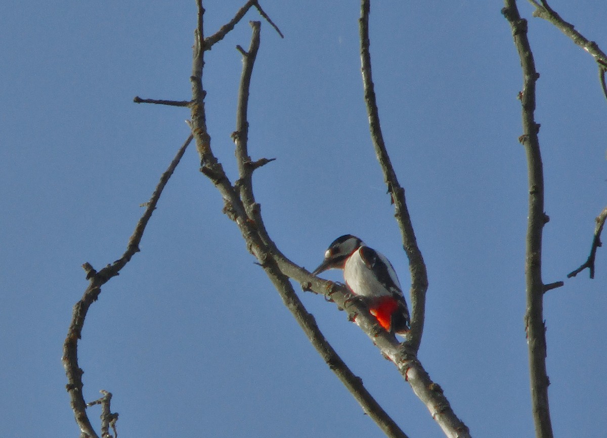 Great Spotted Woodpecker - ML182315431