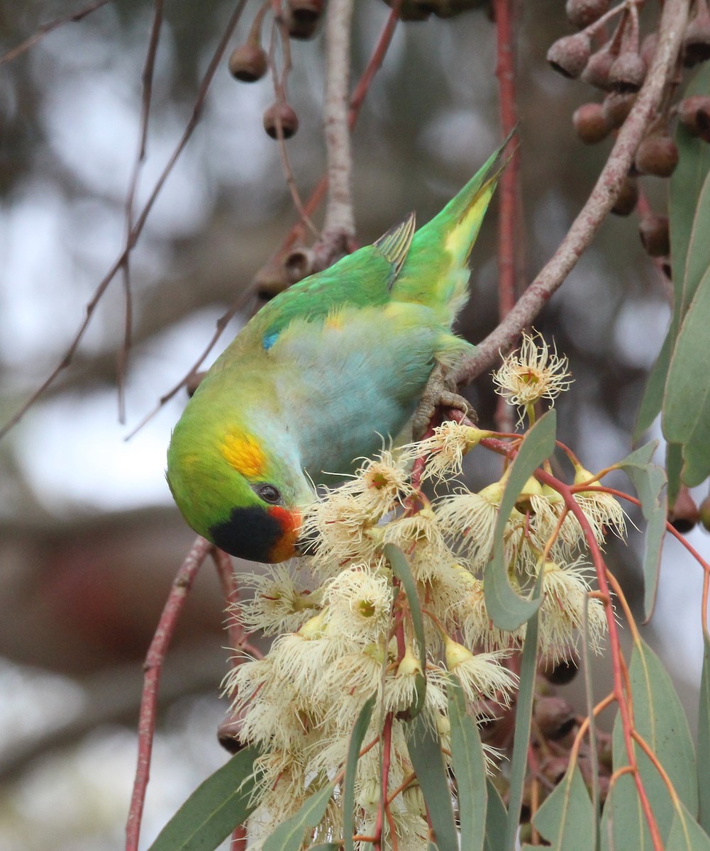 Purple-crowned Lorikeet - Mary Clarke