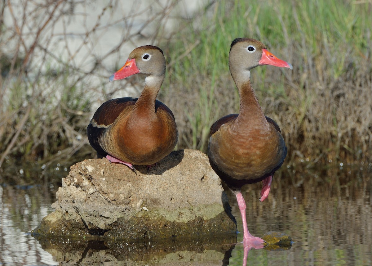 Black-bellied Whistling-Duck - ML182315651