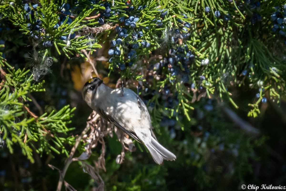 Golden-crowned Kinglet - ML182316111