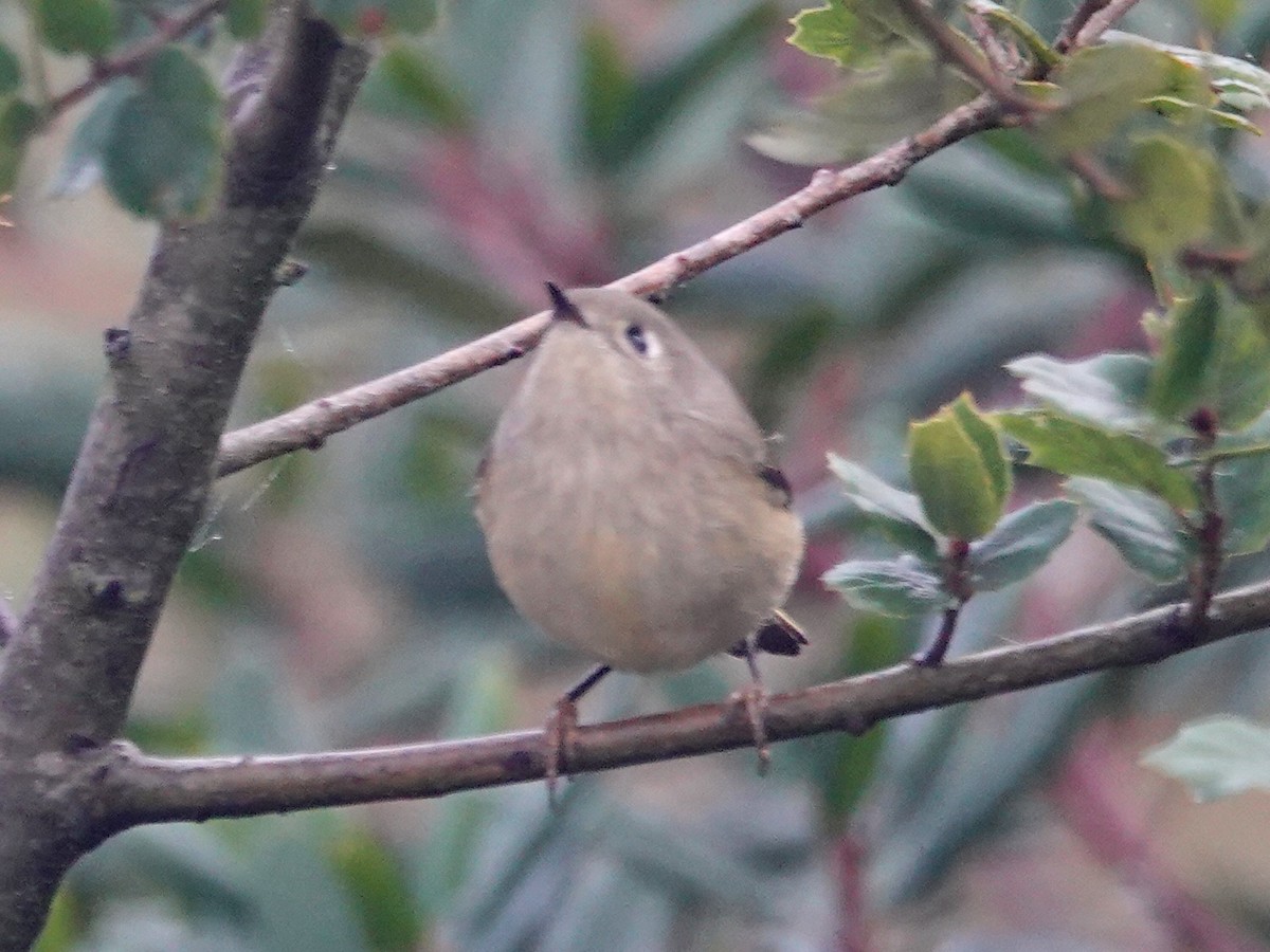 Ruby-crowned Kinglet - ML182316201