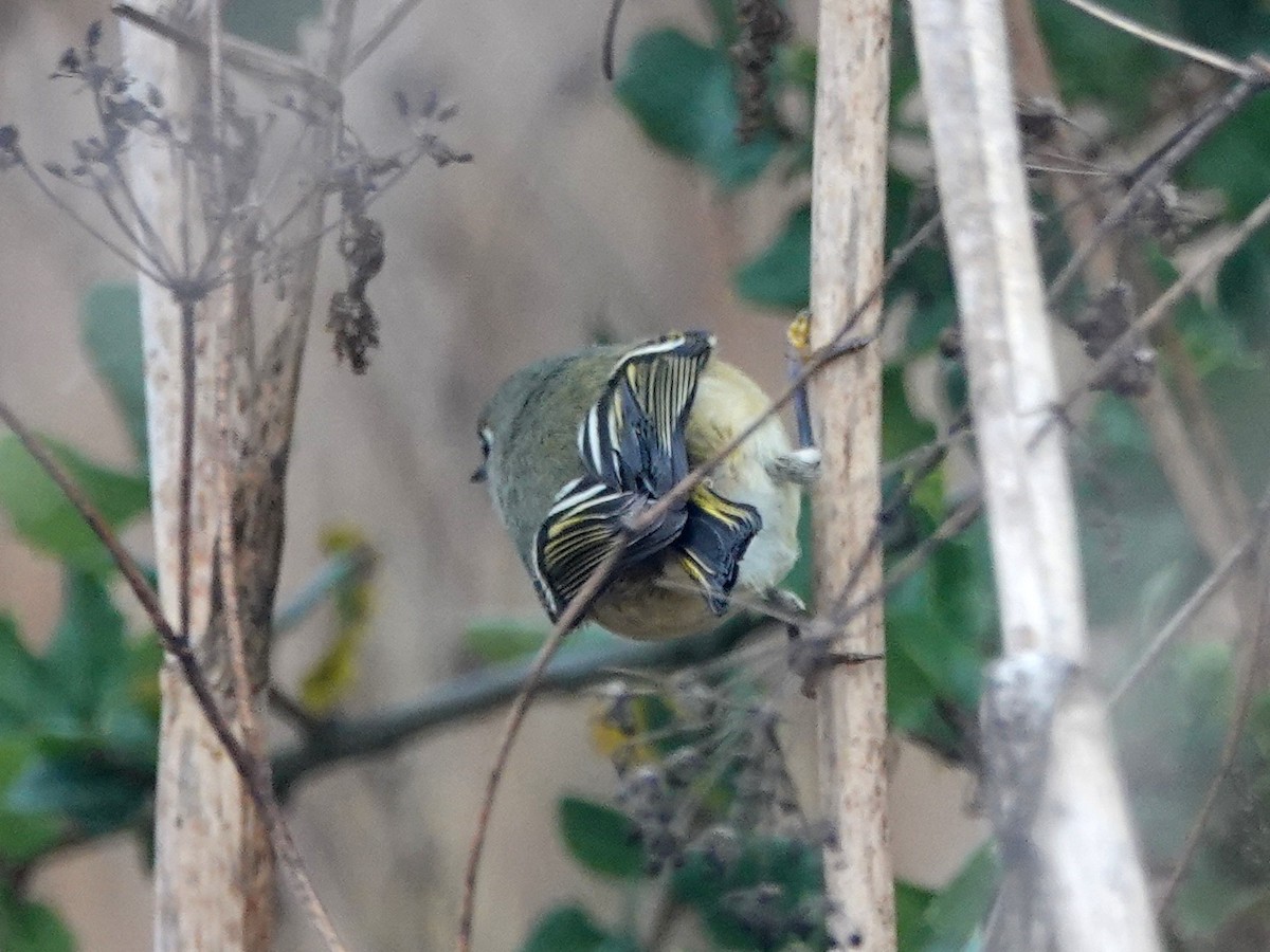 Ruby-crowned Kinglet - ML182316211