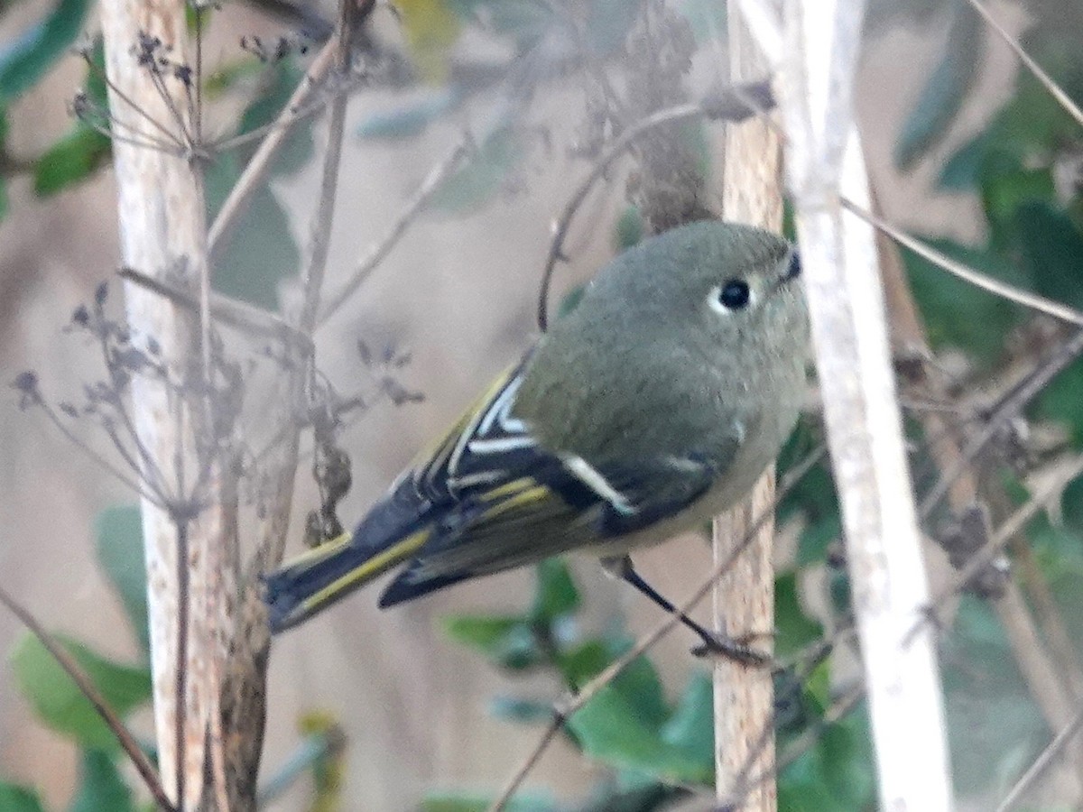 Ruby-crowned Kinglet - ML182316251