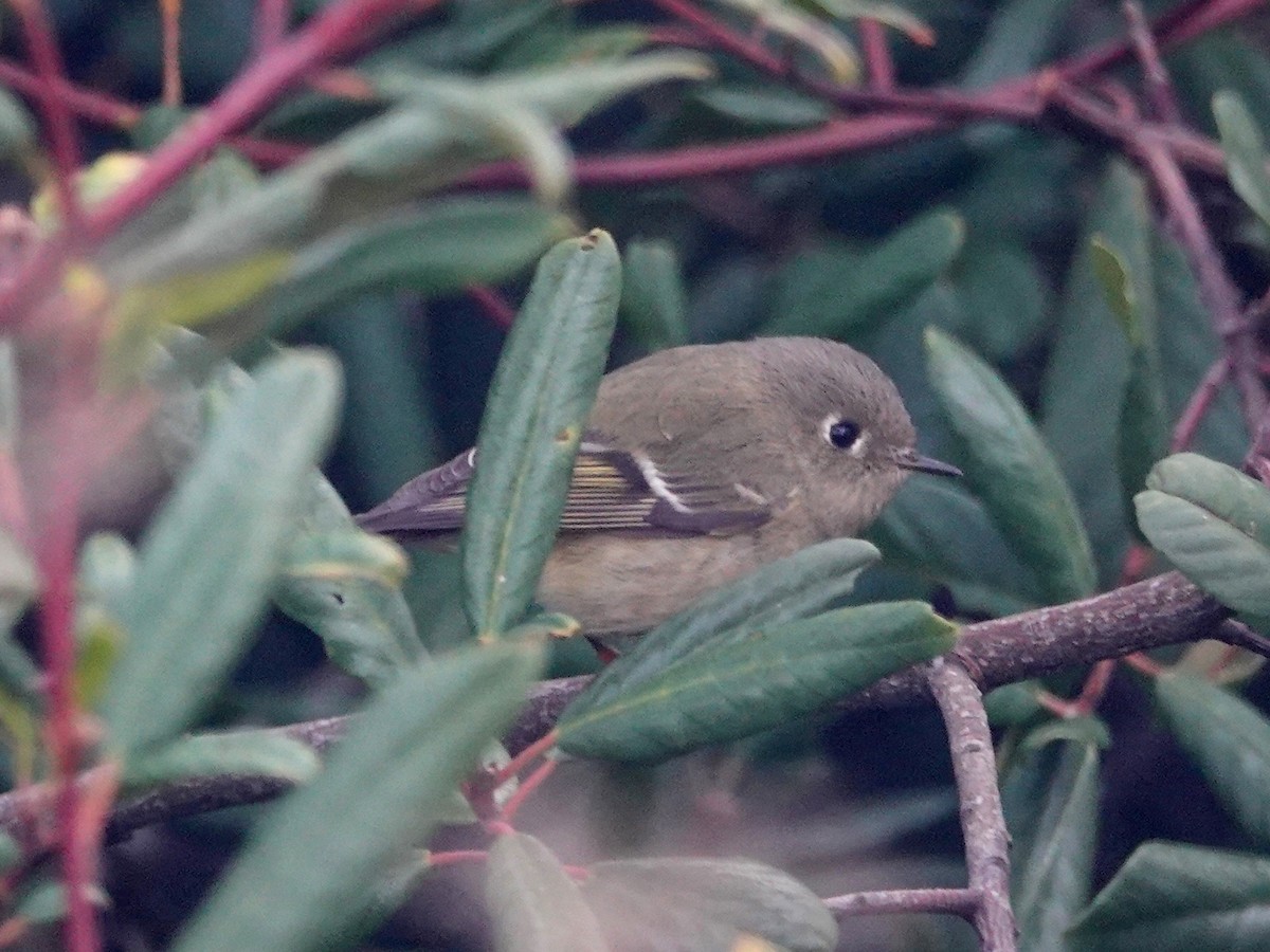 Ruby-crowned Kinglet - ML182316271