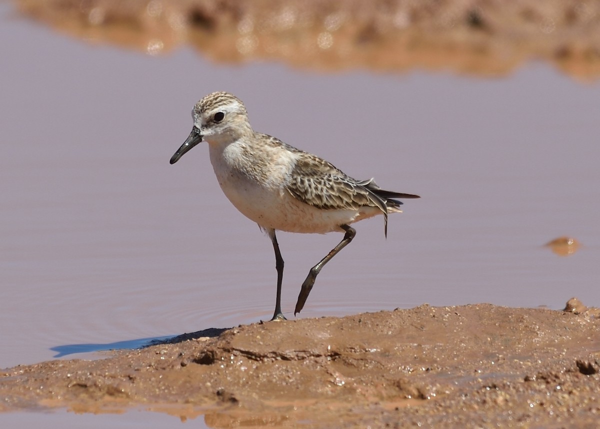 Semipalmated Sandpiper - ML182316671