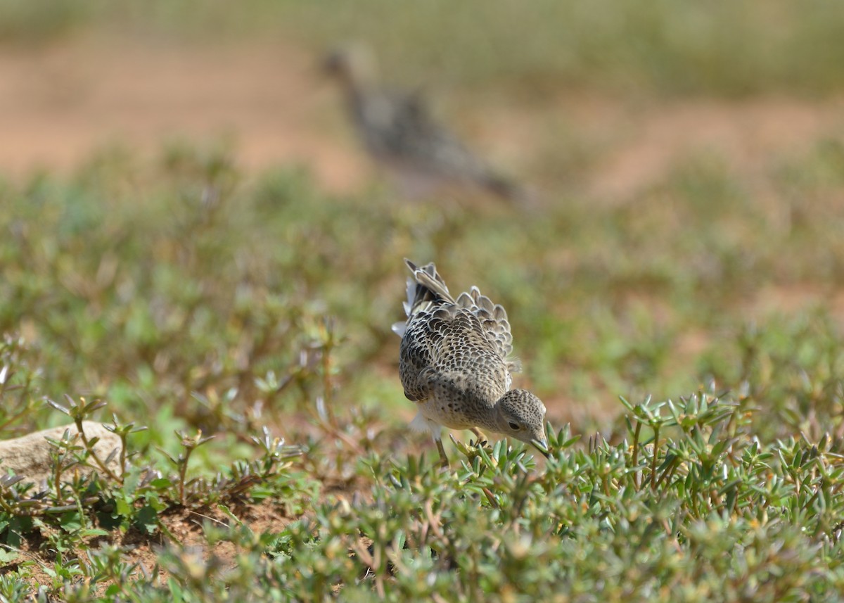 Buff-breasted Sandpiper - ML182316741