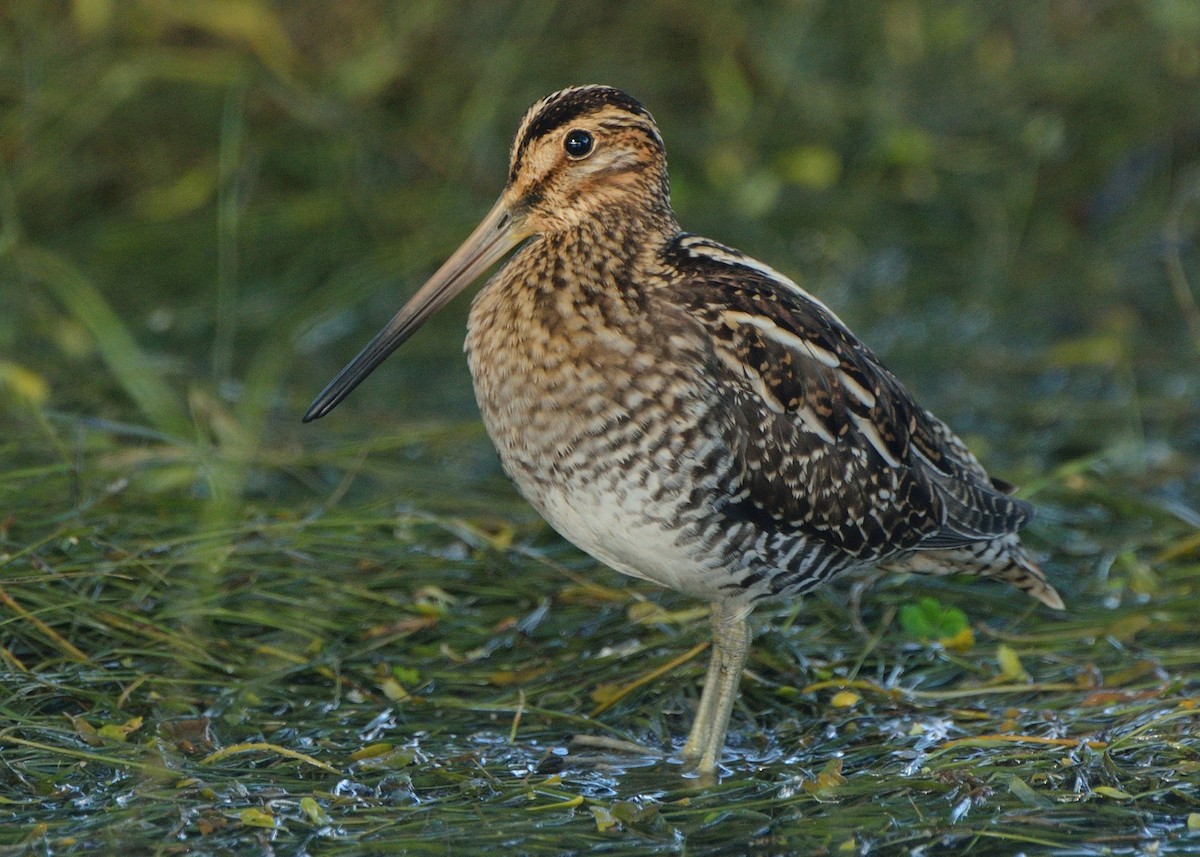 Wilson's Snipe - Michiel Oversteegen