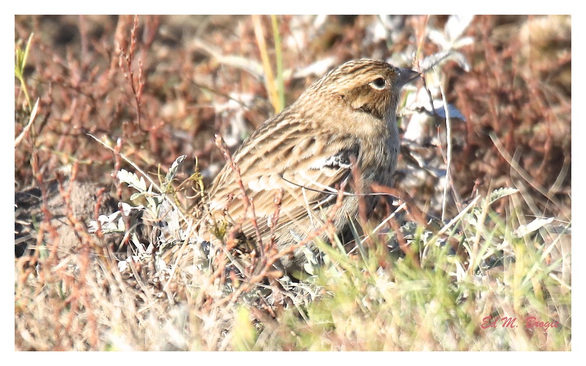 Chestnut-collared Longspur - Ed M. Brogie