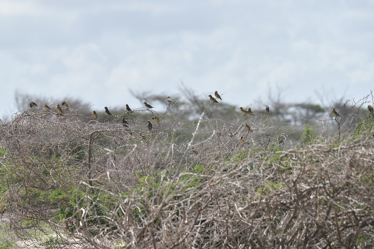 bobolink - ML182317321