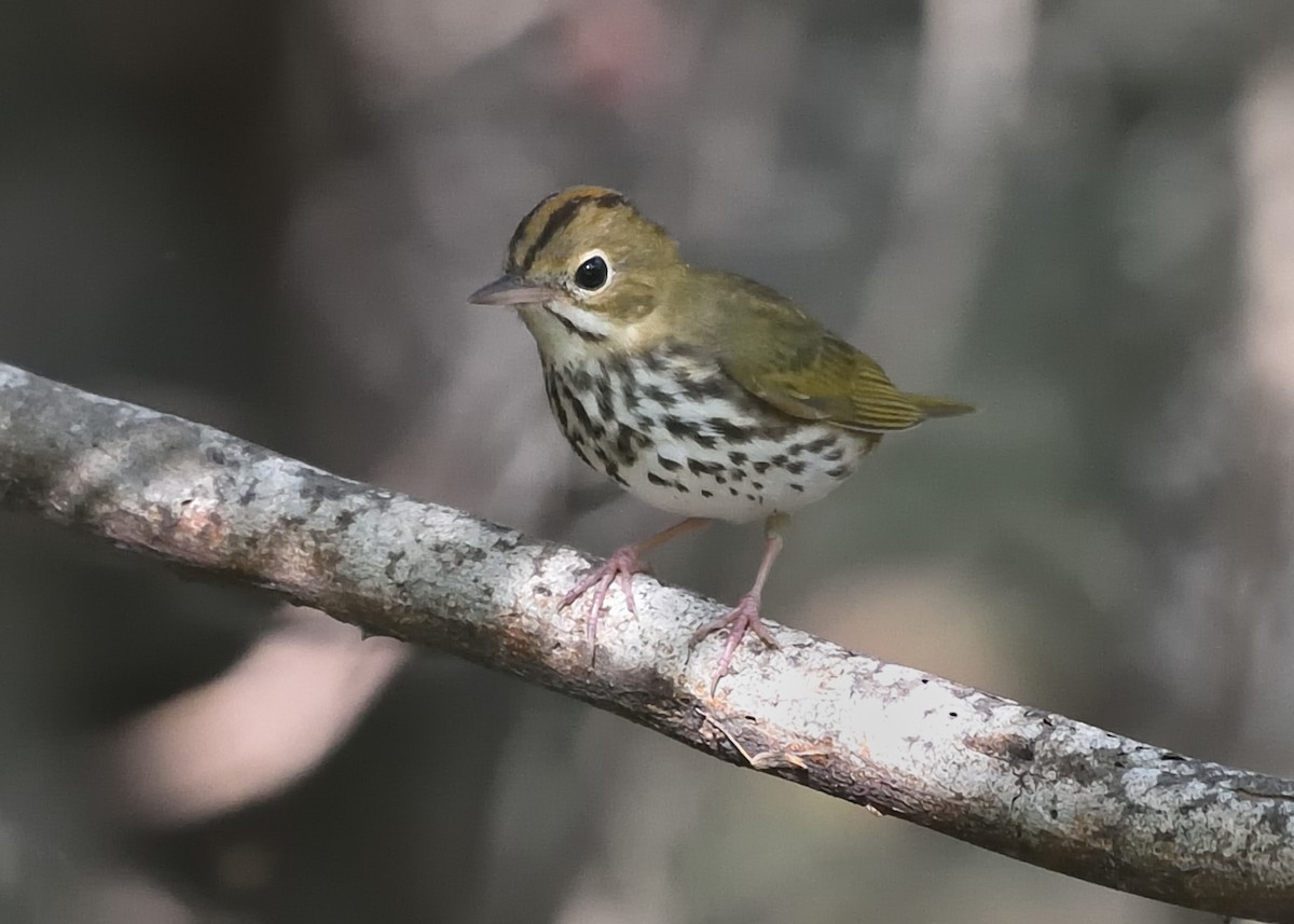 Ovenbird - ML182317331