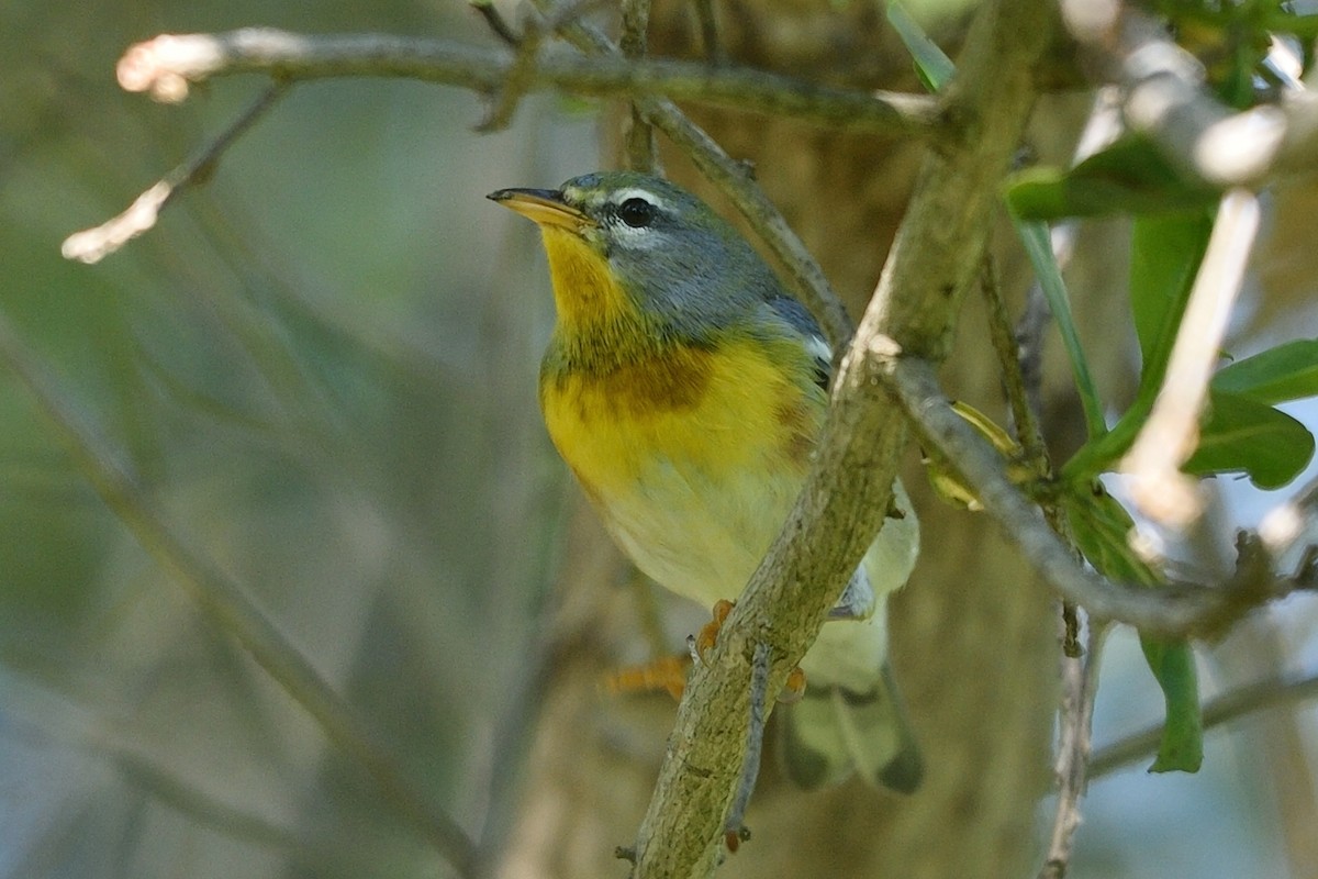 Northern Parula - ML182317341