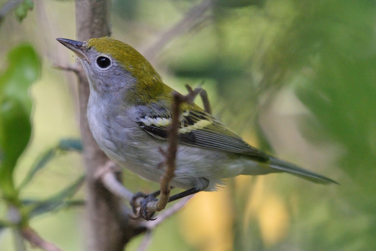 Chestnut-sided Warbler - ML182317361