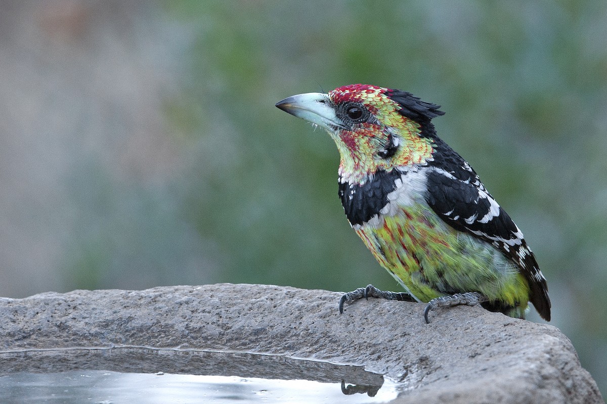 Crested Barbet - ML182317451