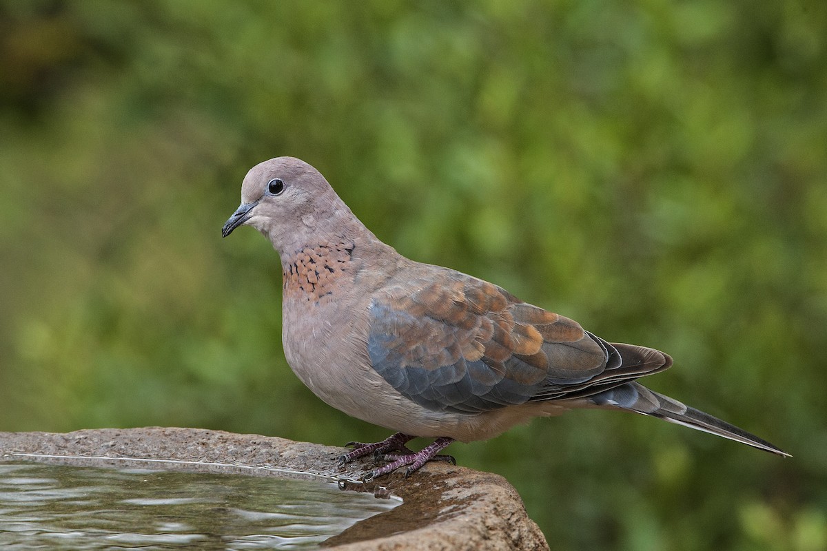 Laughing Dove - Dean Polley