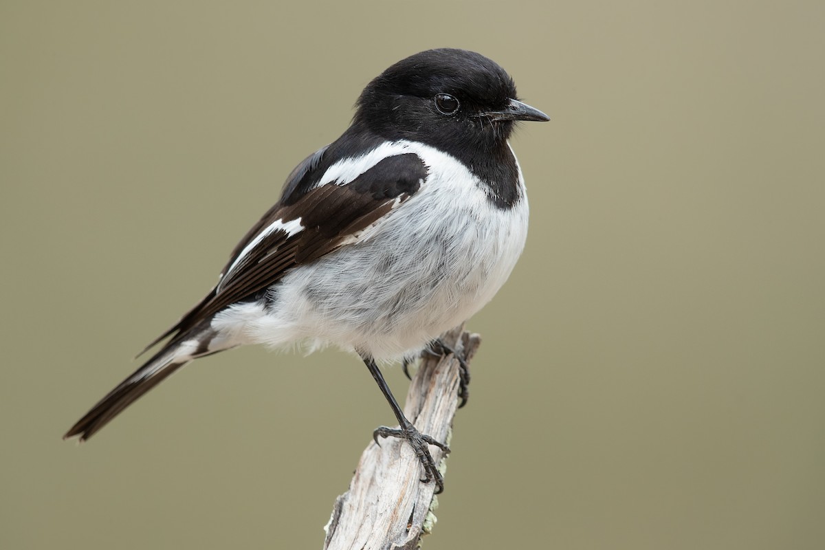 Hooded Robin - ML182317851