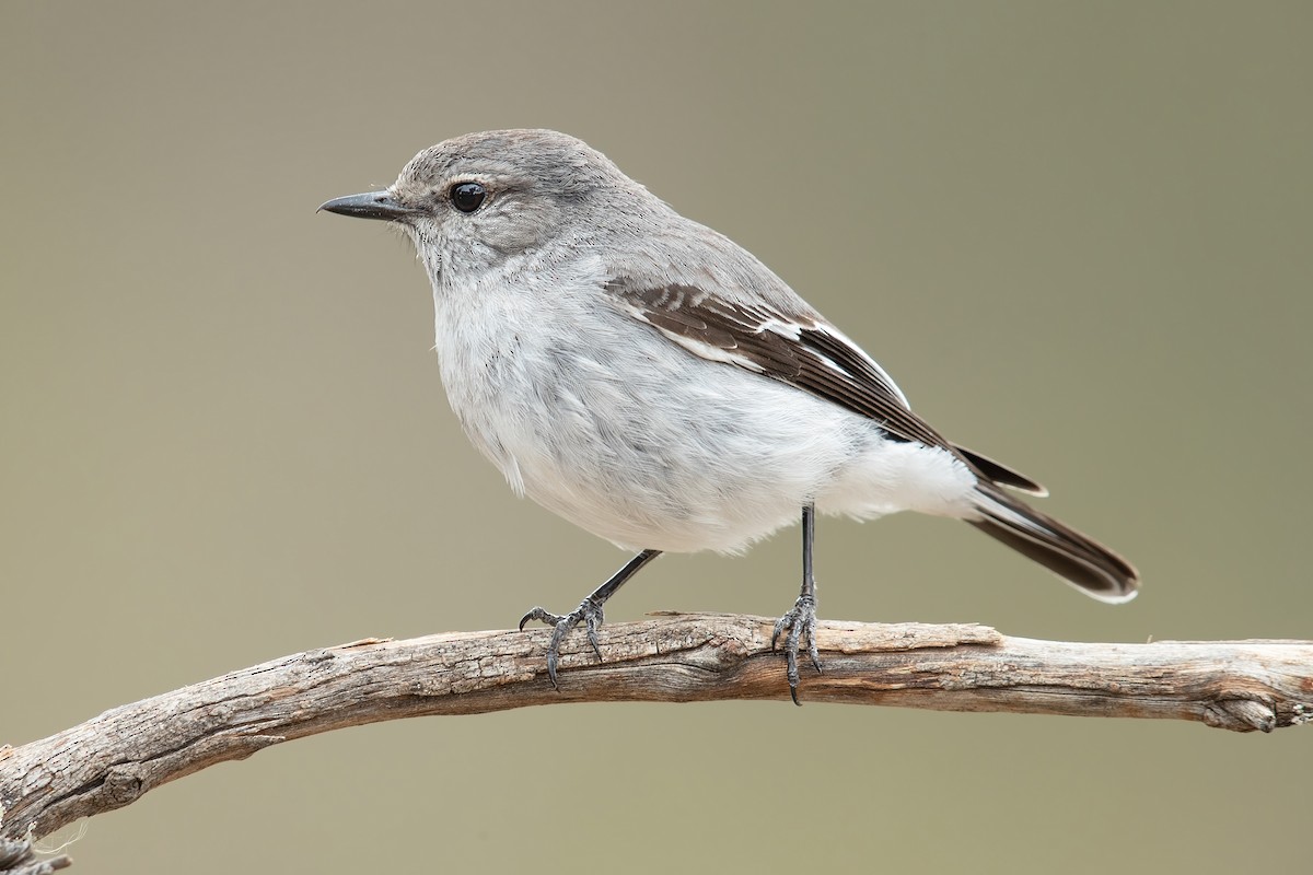 Hooded Robin - ML182317901