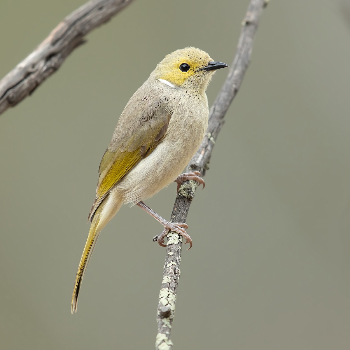 White-plumed Honeyeater - ML182317931