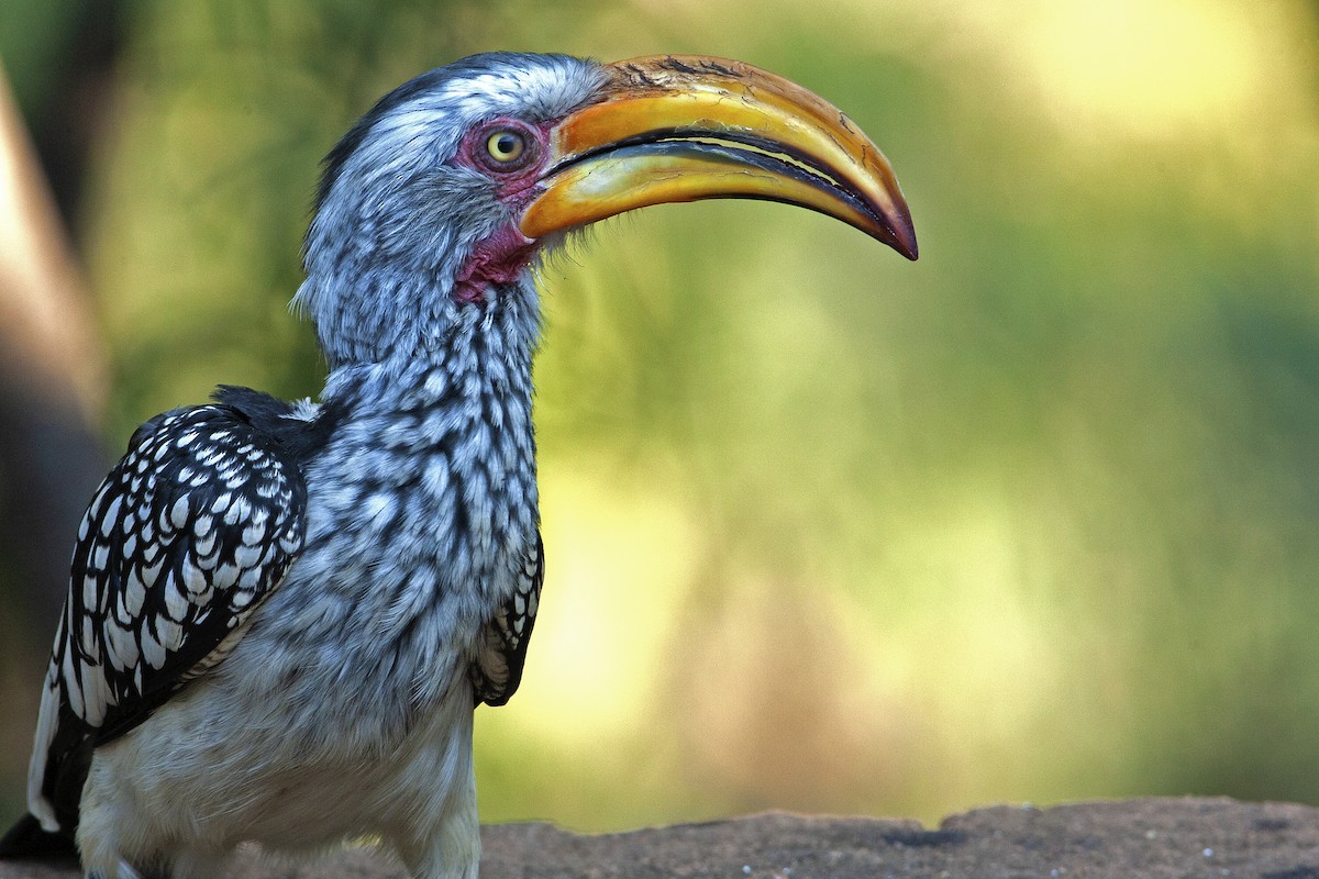 Southern Yellow-billed Hornbill - Dean Polley