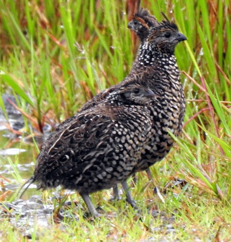 Crested Bobwhite - ML182318571