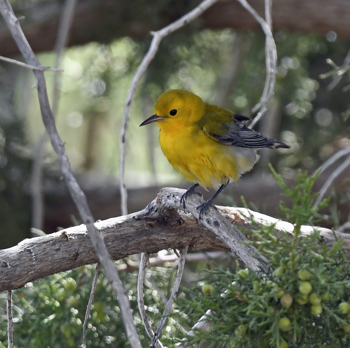 Prothonotary Warbler - ML182319241