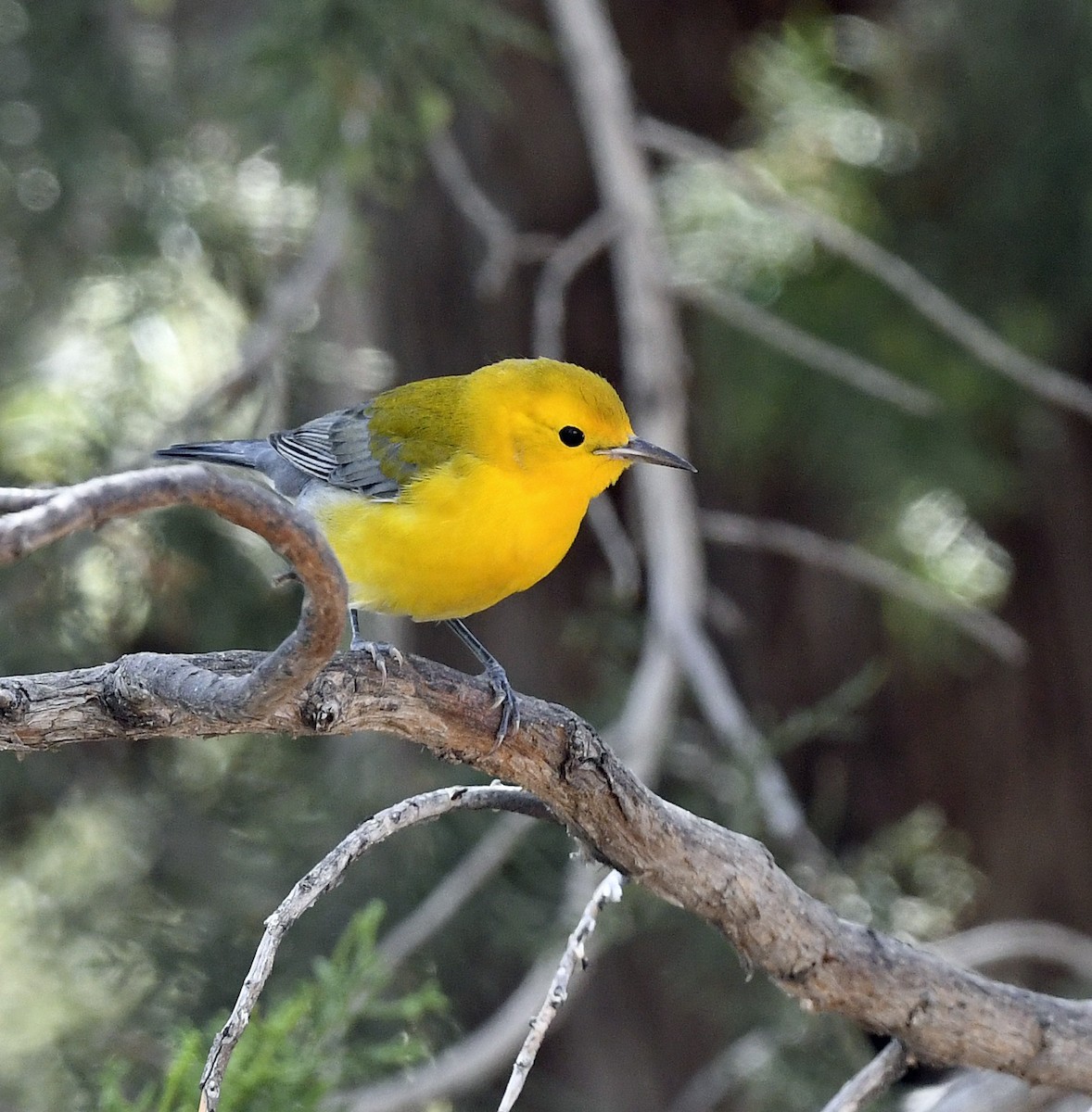 Prothonotary Warbler - ML182319251