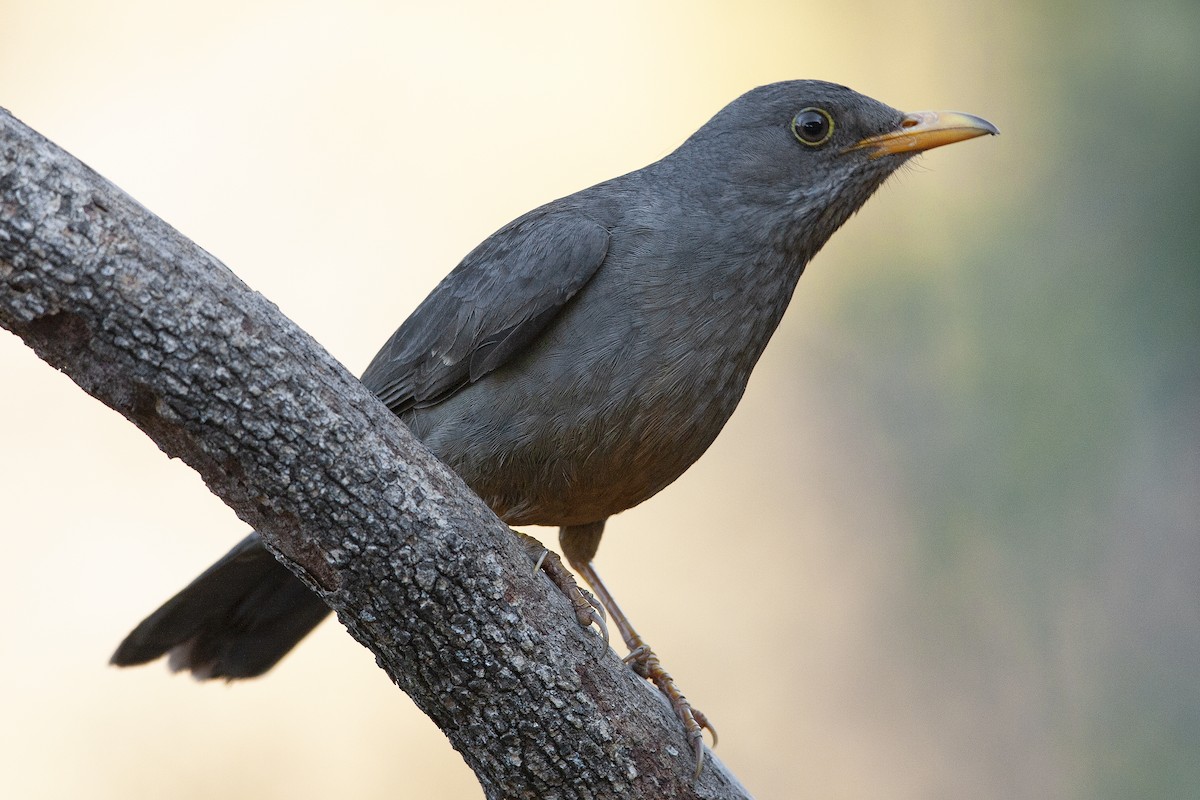 Karoo Thrush - ML182319331