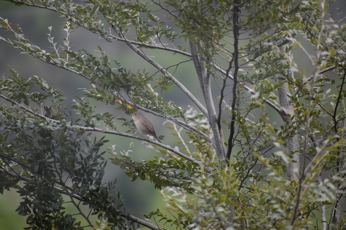 House Wren - ML182319351