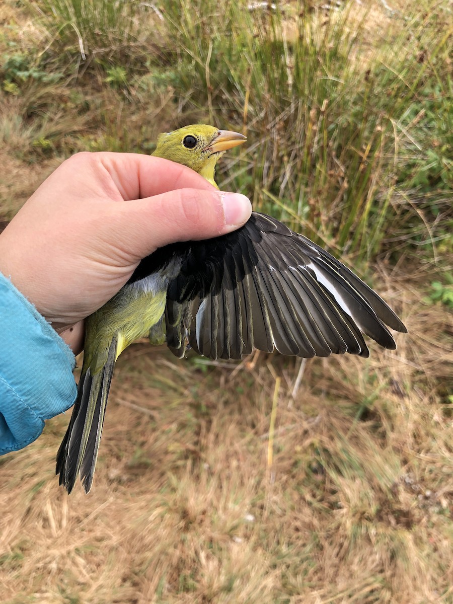 Scarlet Tanager - ML182320151