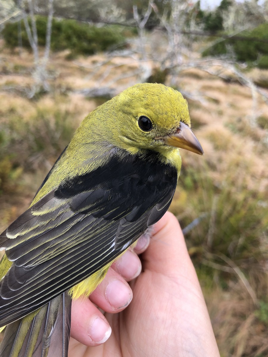 Scarlet Tanager - ML182320161