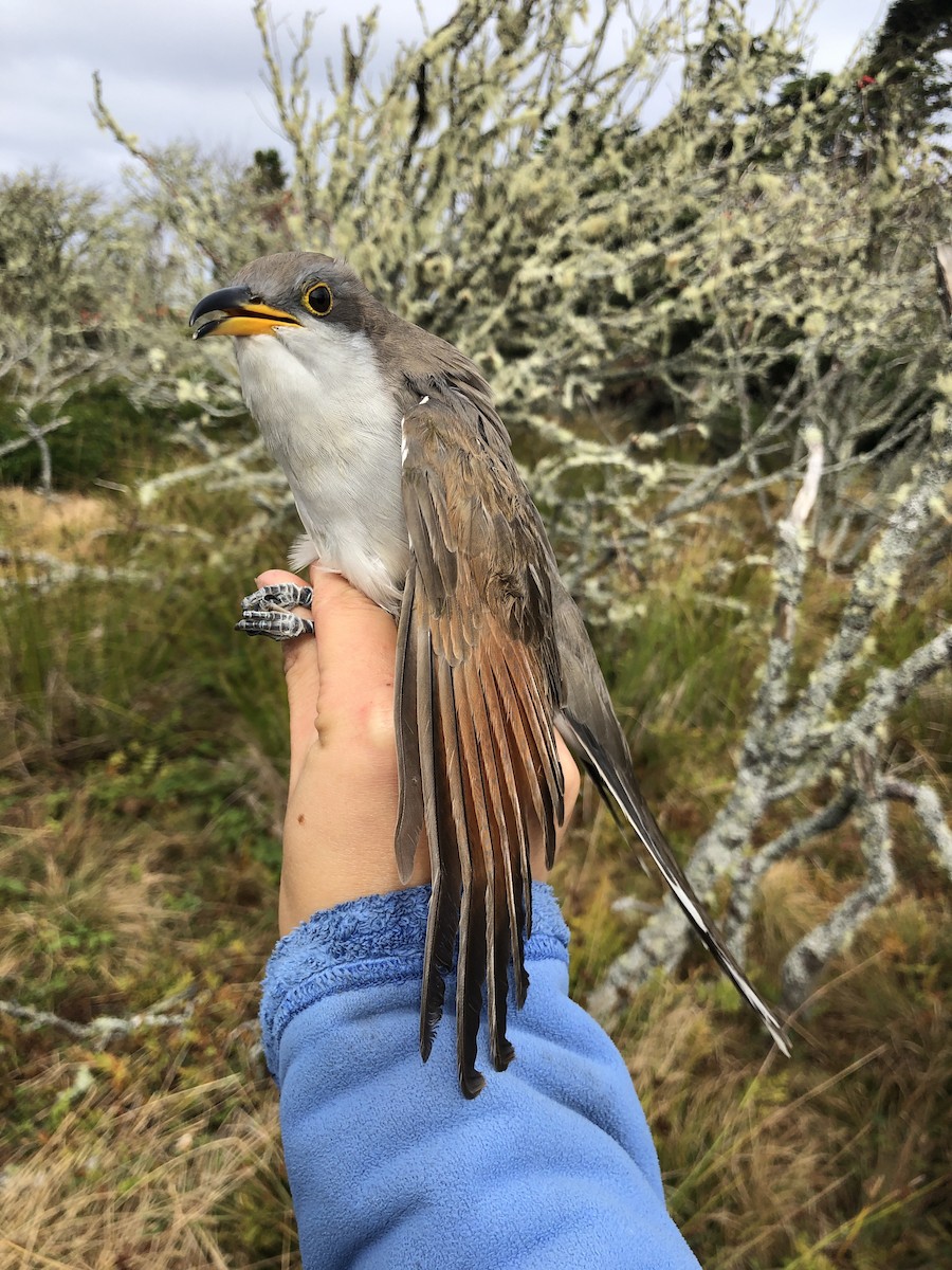 Yellow-billed Cuckoo - ML182320541