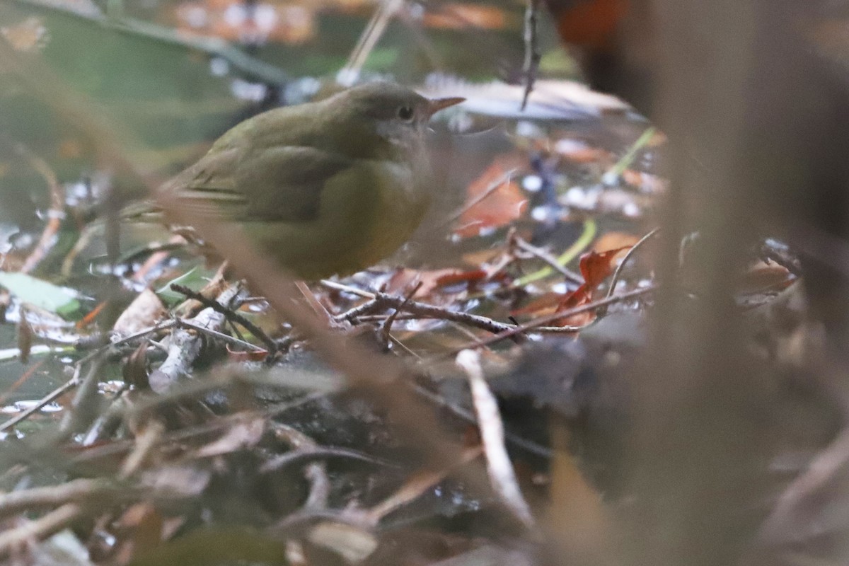 Connecticut Warbler - ML182321161