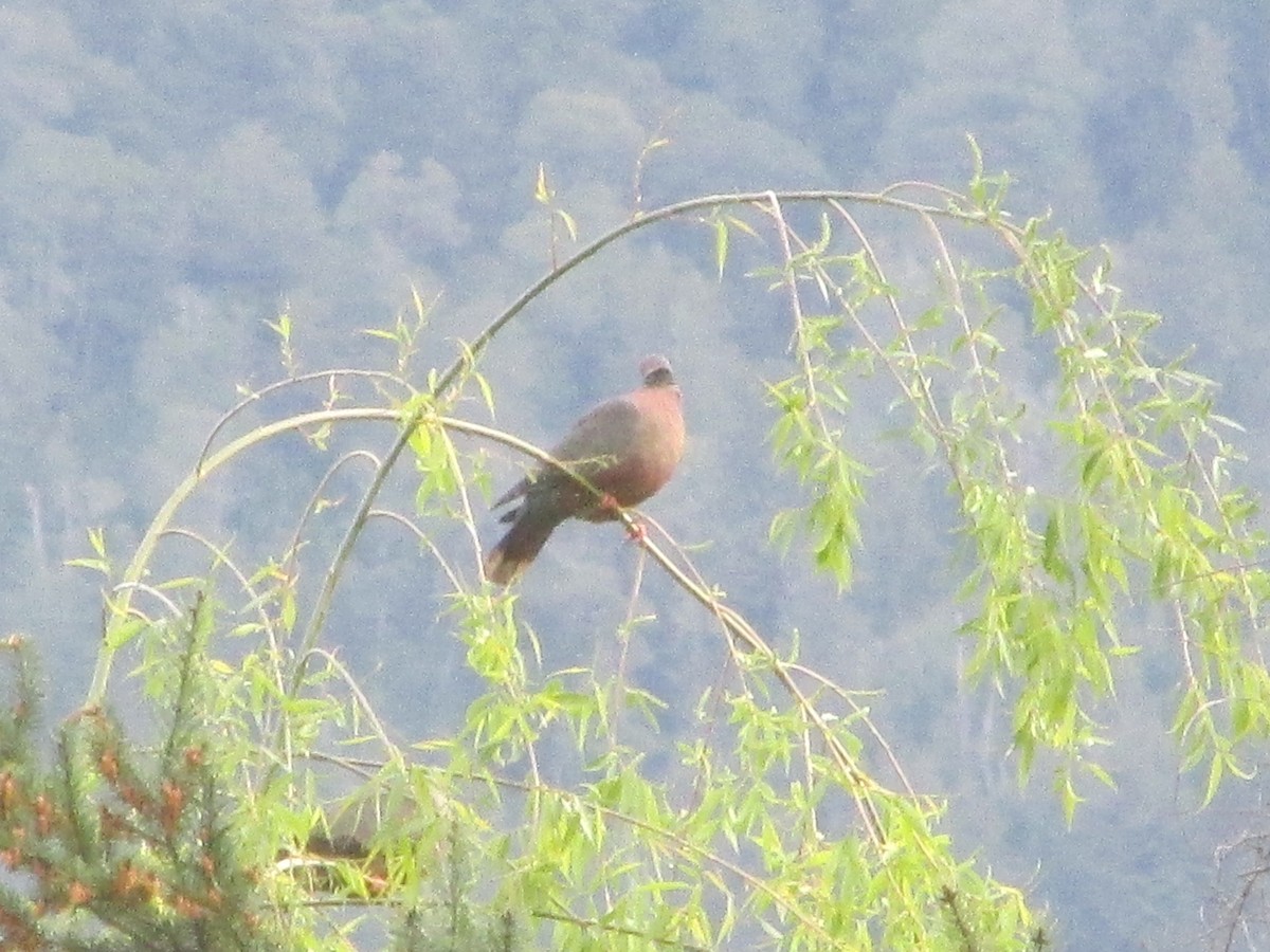 Chilean Pigeon - ML182321431