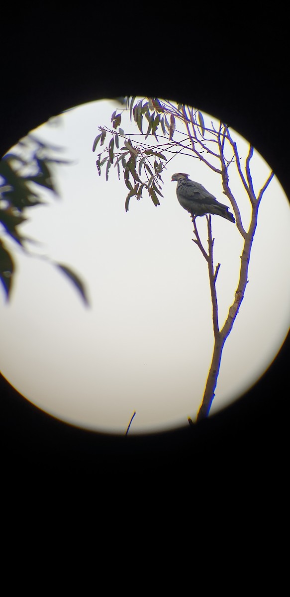 Topknot Pigeon - ML182321971