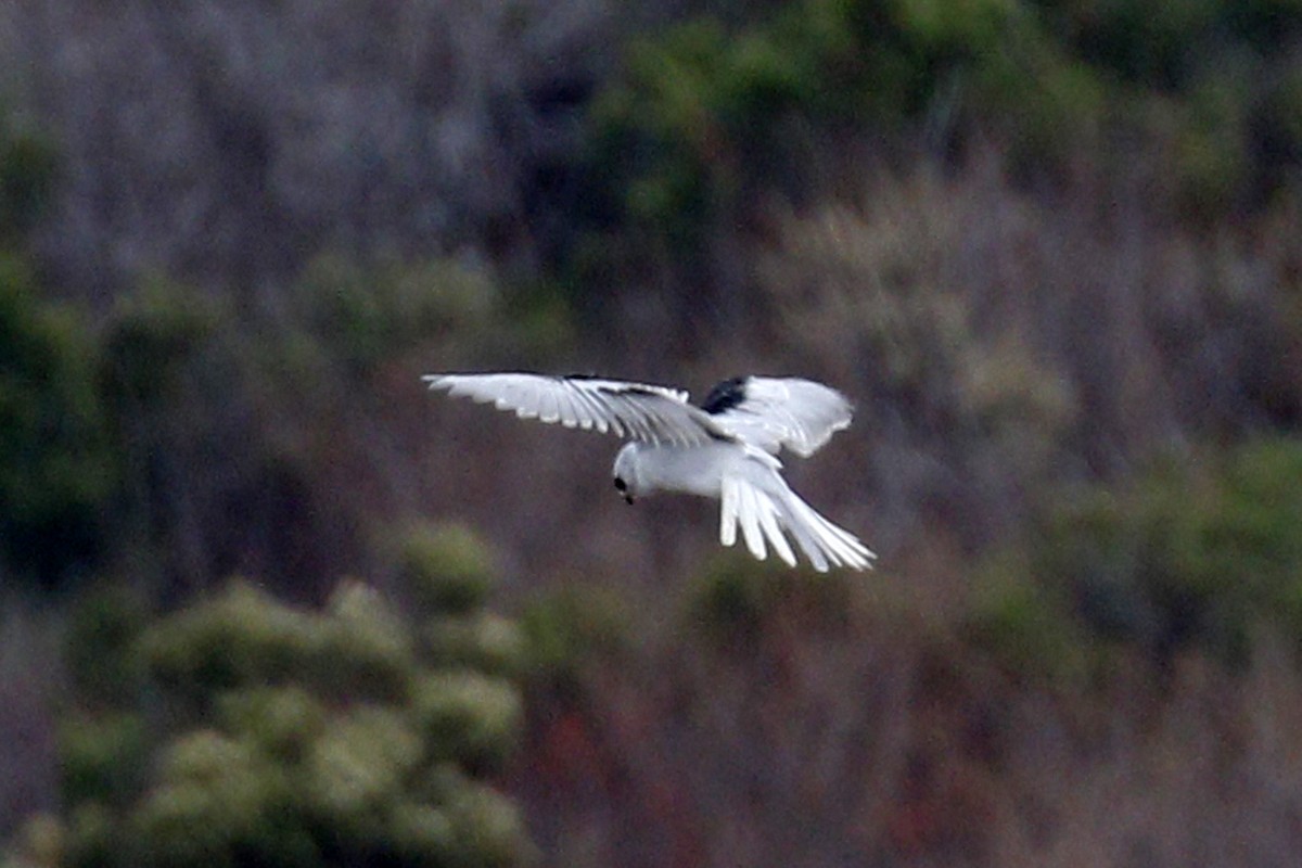 White-tailed Kite - ML182322541