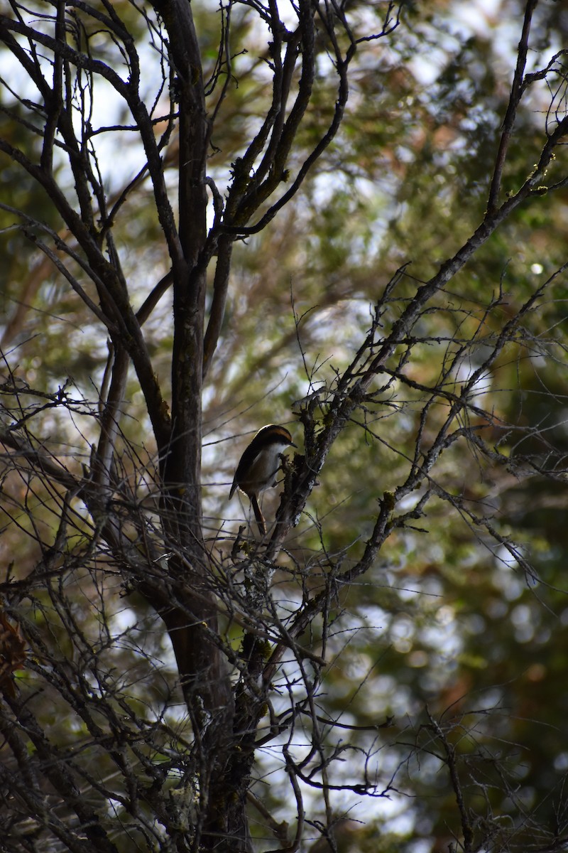 Thorn-tailed Rayadito - ML182322711