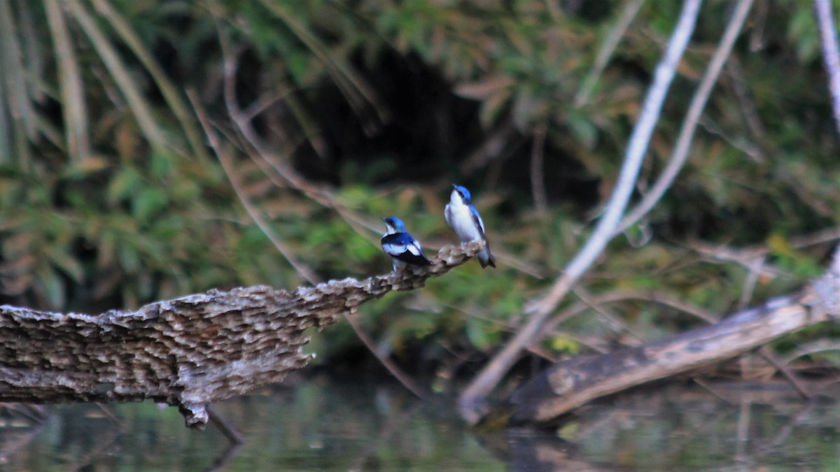 White-winged Swallow - Anonymous