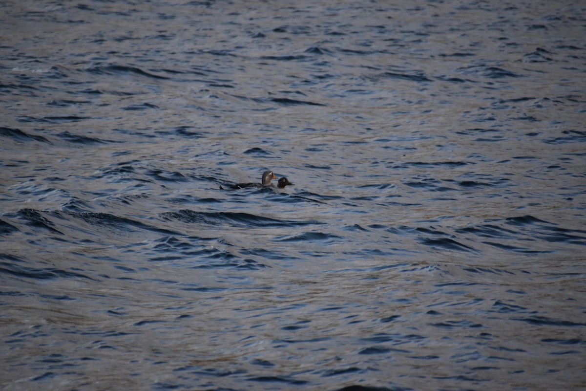 Flying Steamer-Duck - Diego Cabeza Gainza