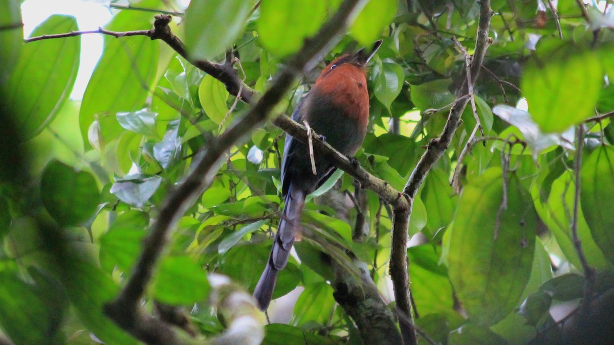 Rufous Motmot - ML182325081