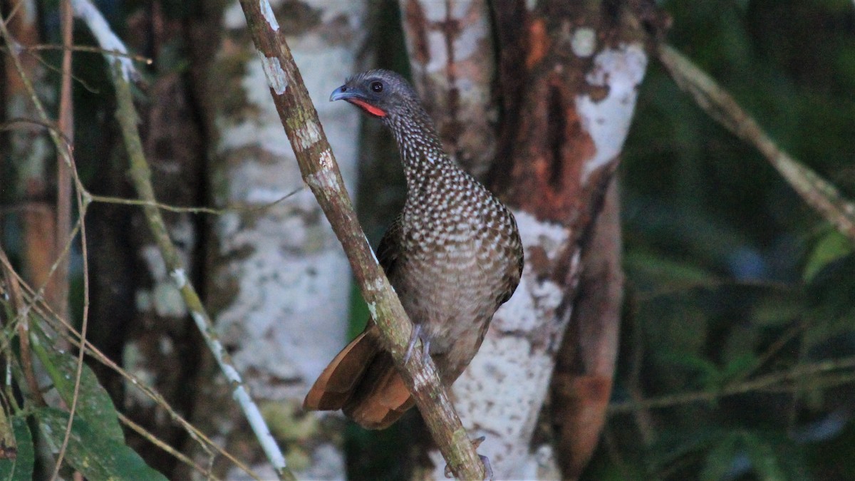 Speckled Chachalaca - ML182325151