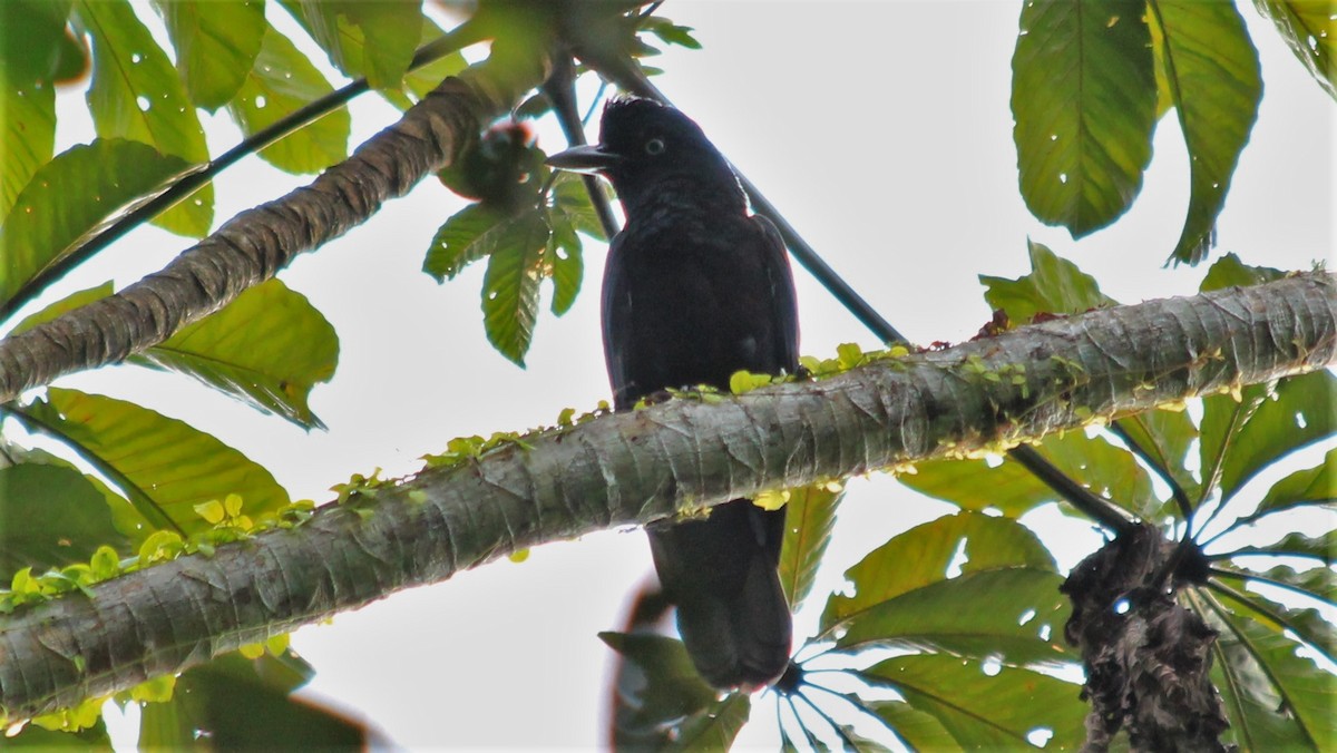 Amazonian Umbrellabird - ML182325741