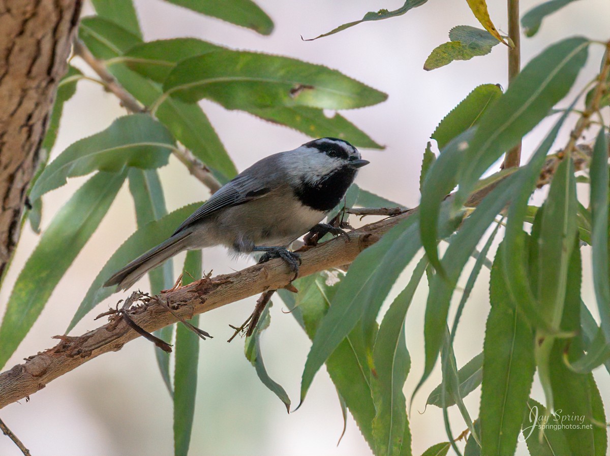 Mountain Chickadee - Jay Spring