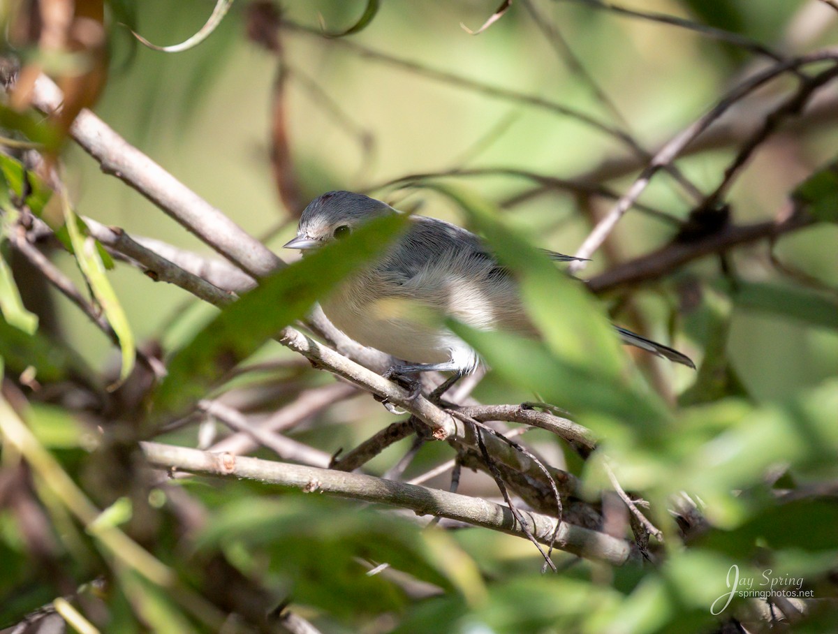 Lucy's Warbler - ML182325831