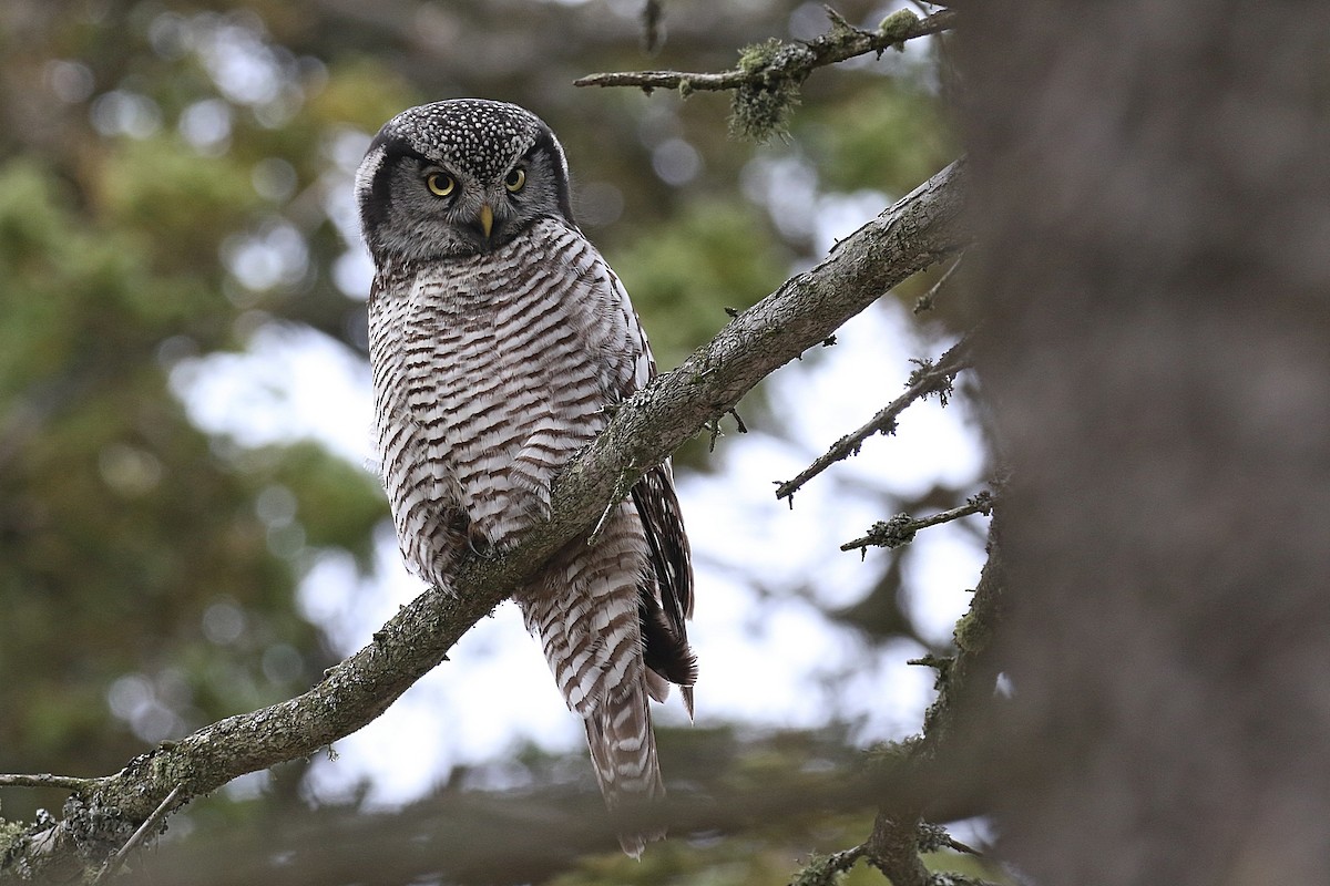 Northern Hawk Owl - Laval Roy