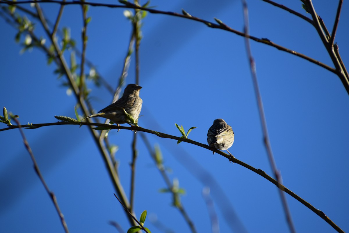 Grassland Yellow-Finch - ML182326941