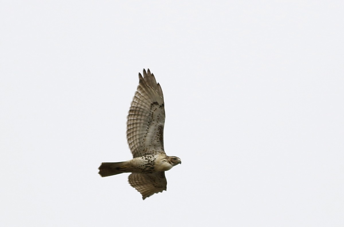 Red-tailed Hawk - ML182327761